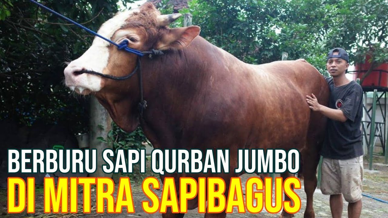 
                                 Berburu-Sapi-Qurban-Jumbo-Di-Alumni-Pelatihan-Sapibagus